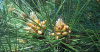 Сосна крымская, или Сосна Палласа 'Nigra' (лат. Pinus nigra subsp. pallasiana 'Nigra'), семена