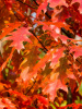 Дуб красный (лат. Quercus rubra), сеянец, 3 шт 