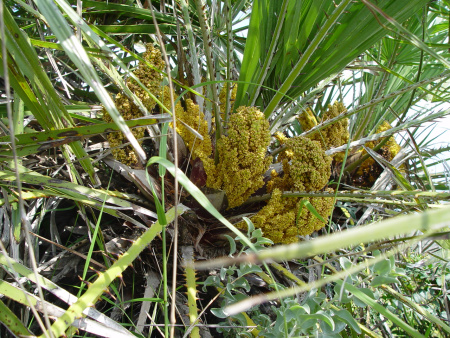 Пальма веерная европейская, или хамеропс приземистый (лат. Chamaerops Humilis), семена