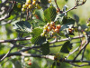 Рябина круглолистная (лат. Sorbus aria), семена