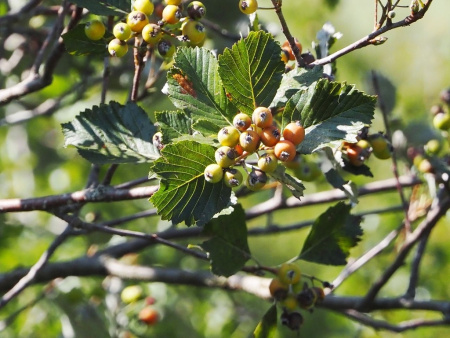 Рябина круглолистная (лат. Sorbus aria), семена