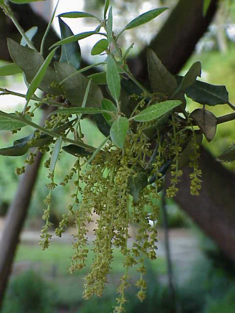 Дуб каменный (лат. Quercus ilex), сеянец, 3 шт 