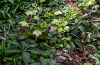 Морозник кавказский (лат. Helleborus caucasicus), семена