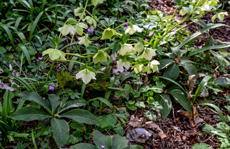 Морозник кавказский (лат. Helleborus caucasicus), семена