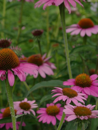 Эхинацея пурпурная (лат. Echinacea purpurea), семена 100 шт