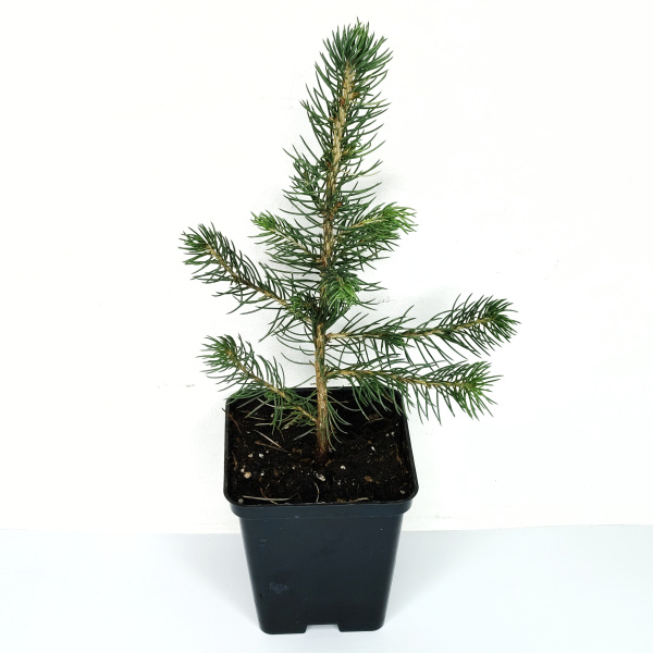 Ель колючая, или Ель голубая (лат. Picea pungens), саженец, 1 шт