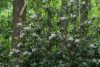 Рододендрон крупнейший (Rhododendron maximum), семена 0,2 грамма