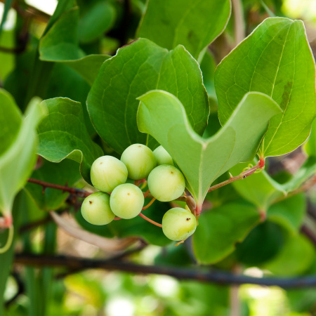 Смилакс, или Сассапариль (лат. Smilax), семена 
