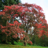Вишня сахалинская, или Вишня Саржента "Сахалинская сакура" (лат. Prunus sachalinensis), семена 