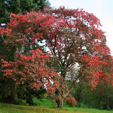 Вишня сахалинская, или Вишня Саржента "Сахалинская сакура" (лат. Prunus sachalinensis), семена 