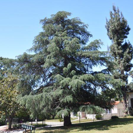 Кедр гималайский (лат. Cedrus deodara), семена