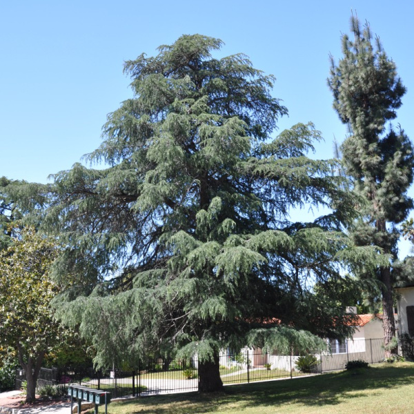 Кедр гималайский (лат. Cedrus deodara), семена
