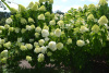 Гортензия метельчатая Лаймлайт (лат. Hydrangea paniculata 'Limelight')