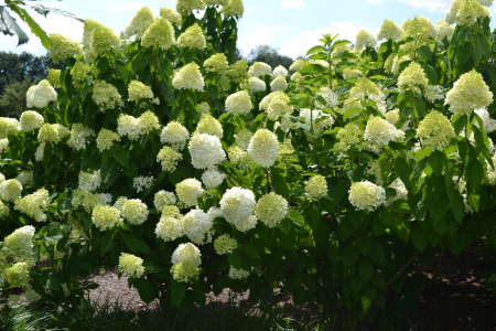 Гортензия метельчатая Лаймлайт (лат. Hydrangea paniculata 'Limelight')