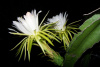 Питахайя Драконий фрукт (лат. Hylocereus undatus), саженцы, 3 шт