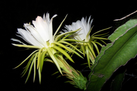 Питахайя Драконий фрукт (лат. Hylocereus undatus), саженцы, 3 шт