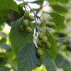 Ольха черная (лат. Alnus glutinosa), семена 
