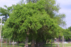 Маклюра оранжевая, или яблоносная (лат. Maclura pomifera), семена