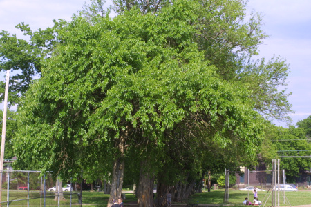 Маклюра оранжевая, или яблоносная (лат. Maclura pomifera), семена