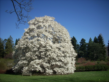 Мирт обыкновенный Белоплодный (Myrtus communis var. leucocarpa), сеянец, 1 шт