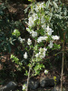Экзохорда кистистая (лат. Exochorda racemosa), семена 