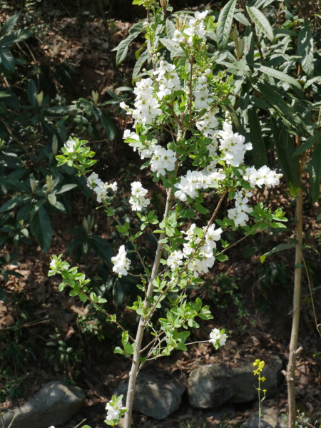 Экзохорда кистистая (лат. Exochorda racemosa), семена 