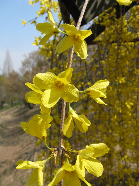 Форзиция свисающая (лат. Forsythia suspensa), семена
