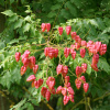 Кёльрейтерия метельчатая (лат. Koelreuteria paniculata), семена