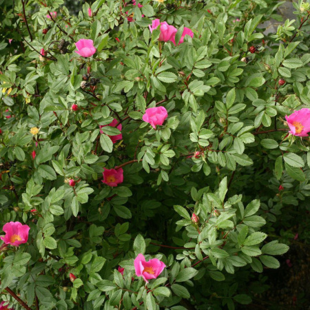 Роза блестящая (лат. Rosa nitida), семена 