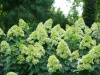 Гортензия метельчатая Лаймлайт (лат. Hydrangea paniculata 'Limelight')