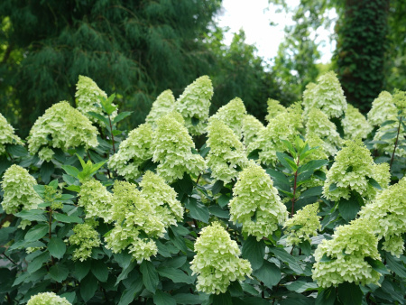Гортензия метельчатая Лаймлайт (лат. Hydrangea paniculata 'Limelight')