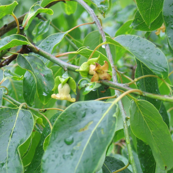 Хурма виргинская, или Хурма американская (лат. Diospyros virginiana), семена