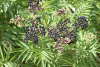 Бузина травянистая (лат. Sambucus ebulus), в ягодах