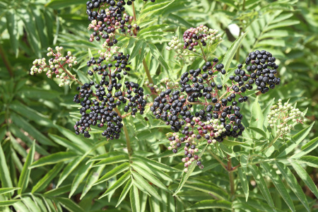 Бузина травянистая (лат. Sambucus ebulus), в ягодах