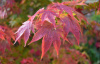 Клен дланевидный, или Клен пальчатый (лат. Acer palmatum), семена