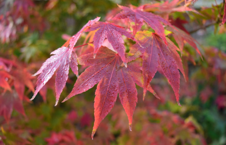 Клен дланевидный, или Клен пальчатый (лат. Acer palmatum), семена