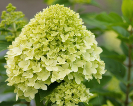 Гортензия метельчатая Лаймлайт (лат. Hydrangea paniculata 'Limelight')
