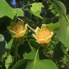 Тюльпановое дерево, или лириодендрон тюльпановый (лат. Liriodendron tulipifera), семена