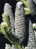 Пихта бальзамическая (лат. Abies balsamea), саженец, 1 ш