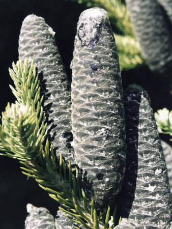 Пихта бальзамическая (лат. Abies balsamea), саженец, 1 ш