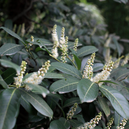 Лавровишня лекарственная (лат. Prunus laurocerasus), семена