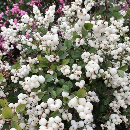 Снежноягодник белый (лат. Symphoricarpos albus), семена