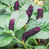 Лаконос американский, или Фитолакка (лат. Phytolacca americana), семена