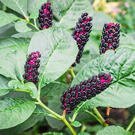 Лаконос американский, или Фитолакка (лат. Phytolacca americana), семена