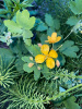 Чистотел большой (лат. Chelidonium majus), семена