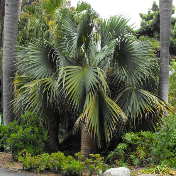 Пальма Сабаль пальмовидный, или Пальметто (лат. Sabal palmetto), семена
