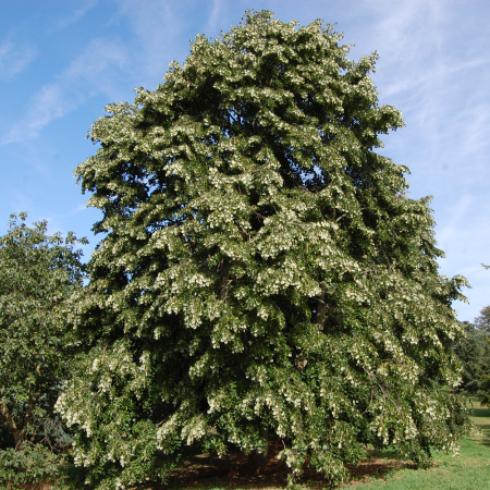 Липа войлочная (лат. Tilia tomentosa), семена