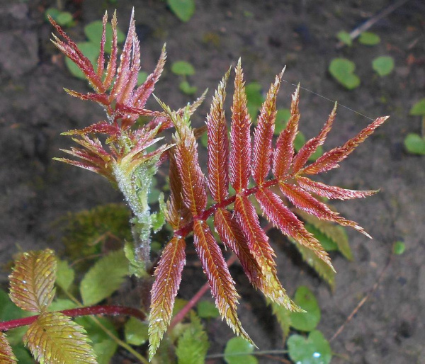 Спирея рябинолистная, или рябинник рябинолистный (лат. Sorbaria sorbifolia) , семена