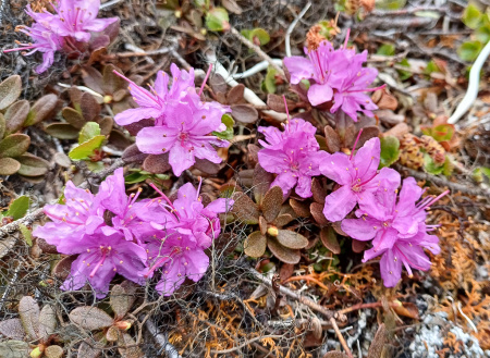 Рододендрон мелколистный (лат. Rhododendron parvifolium), семена 0,02 грамма
