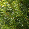 Тис средний Хикси (лат. Taxus media Hicksii), семена
